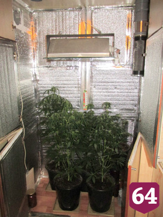 Житель Саратова вырастил в квартире 5 кустов конопли на продажу