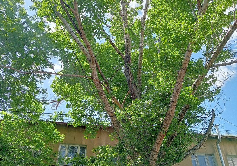 Саратовцы показали опасные «джунгли» во дворе дома