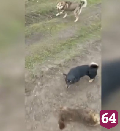 Под Саратовом школьник спас сурка от бездомных собак