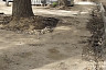 Центр Саратова сделают удобным для передвижения на колясках