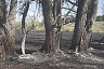 В Саратовской области отбили огонь от леса