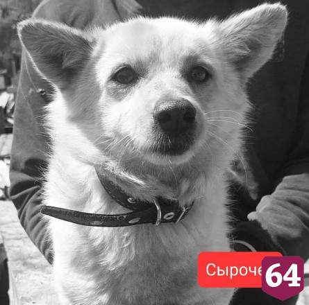 Неизвестные ночью отравили 9 собак саратовских волонтеров