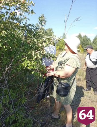 Саратовские волонтеры всё лето собирали травы на целебный чай для бойцов