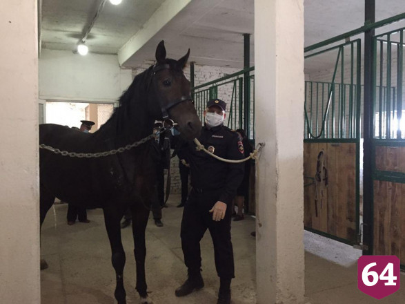 Полицейские рассказали о судьбе отслуживших срок лошадей 