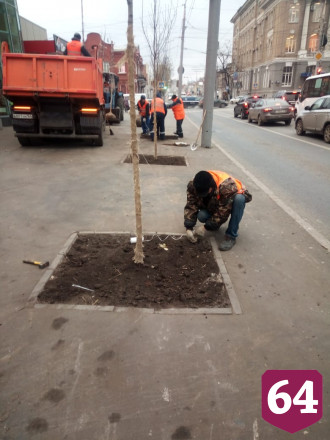 На Московской вместо старых тополей высадили клены 