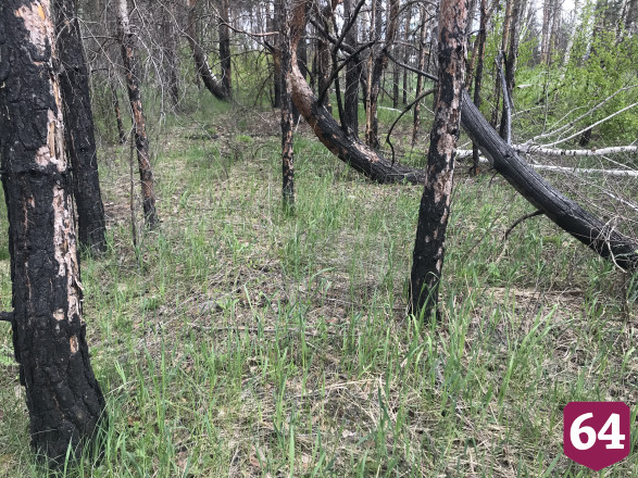 Сгоревший на Первомай лес под Саратовом вырубят и восстановят