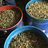 Полицейские нашли у саратовца четыре ведра марихуаны