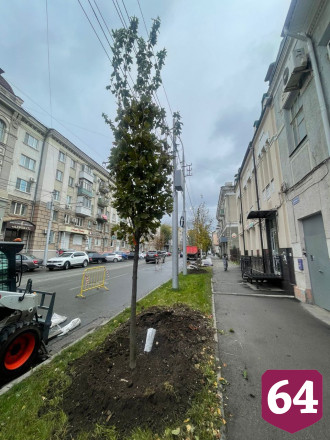 В центре Саратова высадили 87 кленов