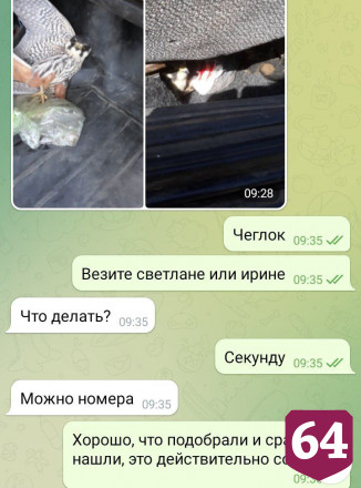 Саратовцы спасли серебристого сокола с перебитым крылом