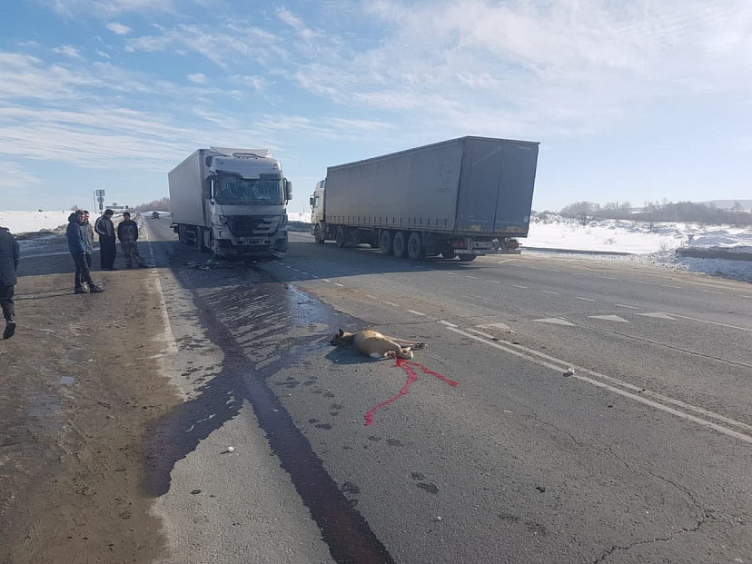 На трассе под Саратовом автовоз задавил косулю