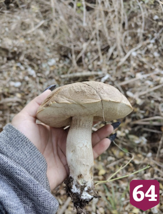 Саратовцы нашли в лесу гигантский шампиньон