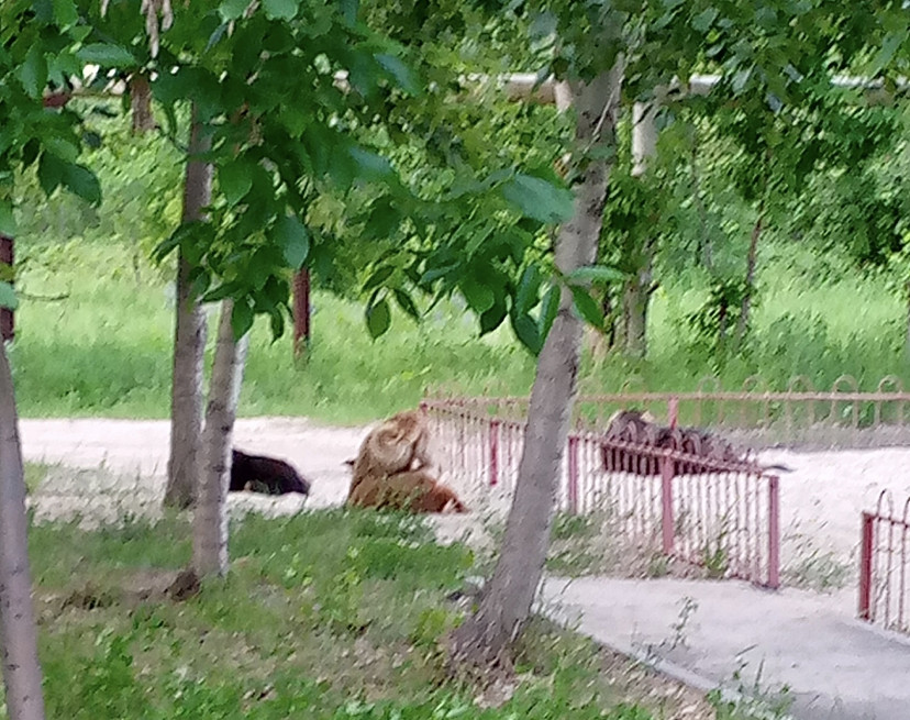 Бродячие собаки облюбовали детскую площадку в Саратове