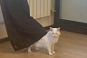 Суровая кошка из Саратова стала звездой интернета 