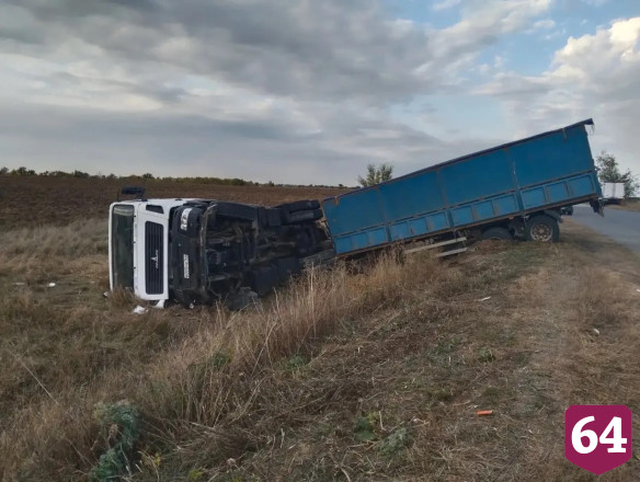 В Саратовской области ловят сбежавший из перевернувшегося грузовика скот