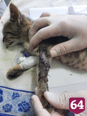 Саратовские ветеринары спасли двухмесячного котенка с резаной раной
