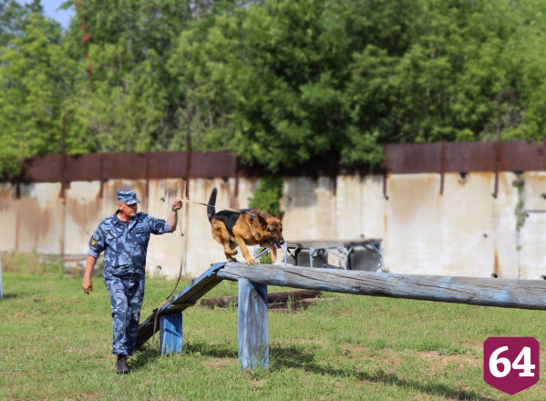 В УФСИН по Саратовской области несут службу 240 собак