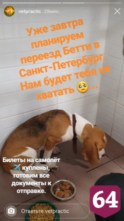 Потерявший семью бигль Бетти начнет новую жизнь в Санкт-Петербурге