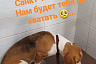 Потерявший семью бигль Бетти начнет новую жизнь в Санкт-Петербурге