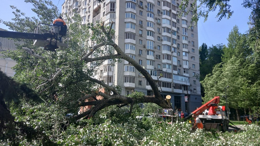В Саратове из-за сильного ветра деревья упали на 3 автомобиля 
