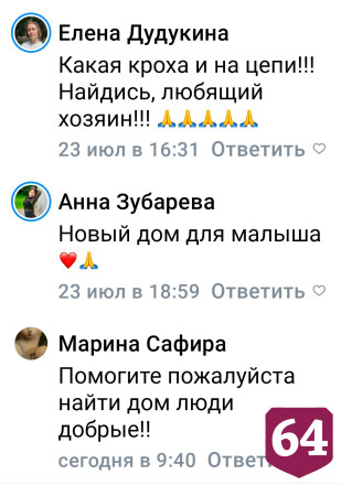 Саратовцы ищут дом посаженному на цепь 4-килограммовому Малышу