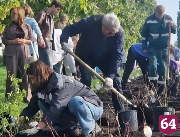 На набережной Саратова высадили 250 кустов роз 