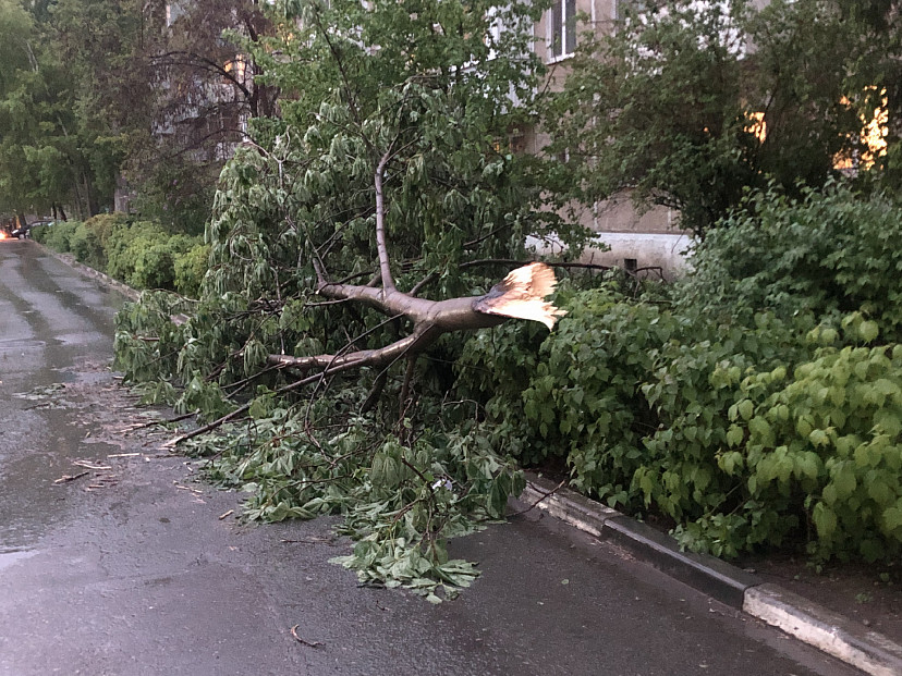 Саратовские водители попросили убрать упавшее дерево с дороги