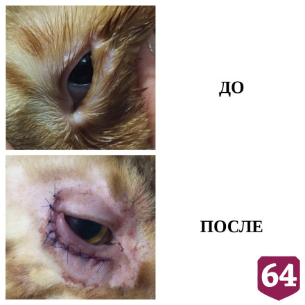 Саратовские ветеринары сделали пластическую операцию коту