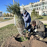 В Энгельсе стартовала осенняя высадка зеленых насаждений