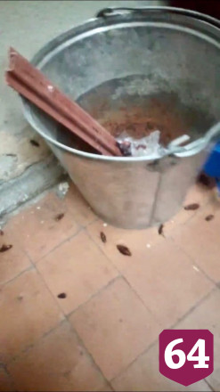 В Саратове жильцы общежития пожаловались на нашествие тараканов