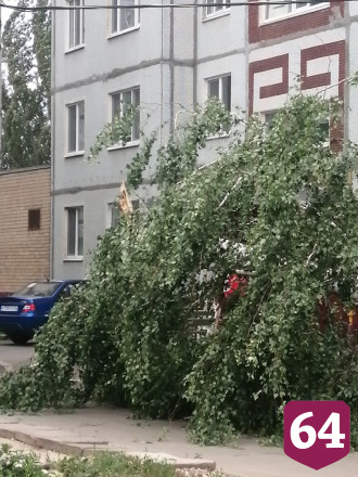 Саратовцы снимали падающие от сильного ветра деревья