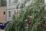 Саратовцы снимали падающие от сильного ветра деревья