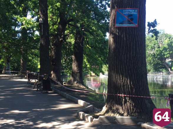 Саратовцы в горпарке выстроились в очередь покормить лебедей