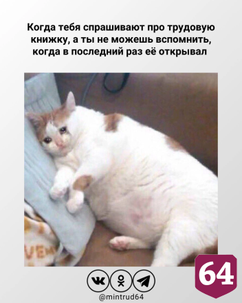 Котики из мемов назвали саратовцам минусы неофициального трудоустройства 