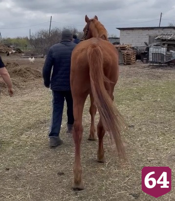 Под Саратовом нашли испуганного коня 