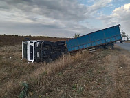 В Саратовской области ловят сбежавший из перевернувшегося грузовика скот