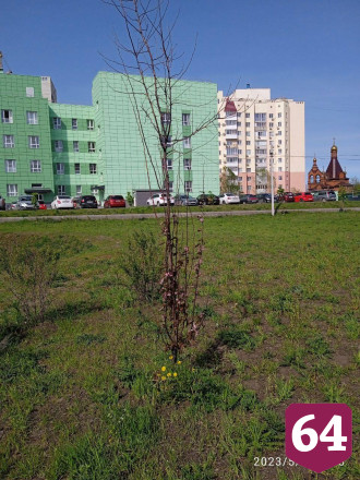 Саратовцев возмутили засохшие деревья и сломанные фонари в парке
