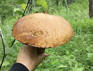 Саратовцы собирают грибы-гиганты на Кумысной поляне 