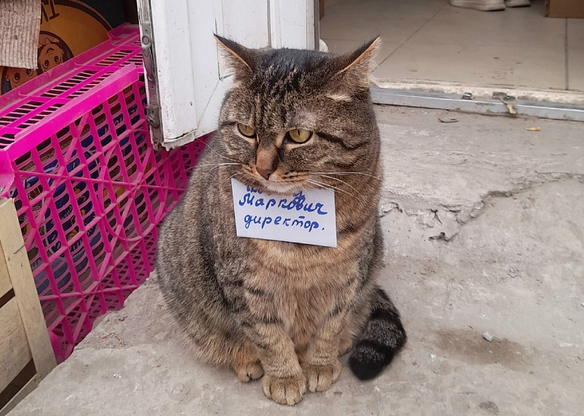 Саратовцы жалеют погибшего в горевшем рынке кота