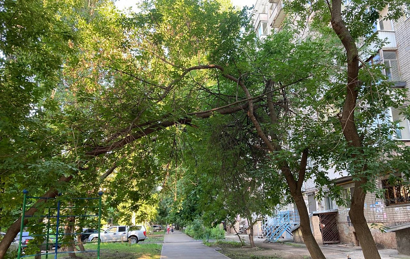 Жители просят спилить опасные деревья у школы в центре Саратова