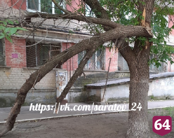 Саратовцы опасаются травм из-за сломанного дерева