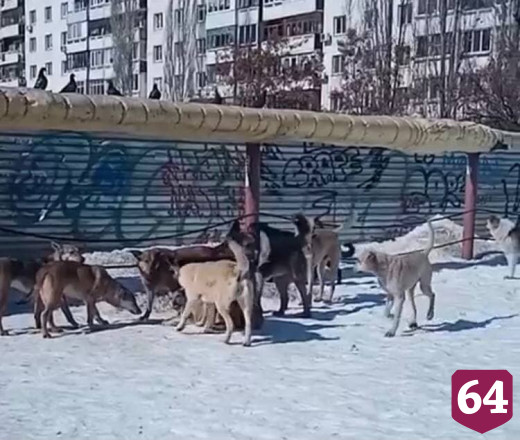После нападения в парке Саратова собак на ребенка от яда погиб домашний пес