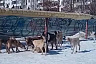 После нападения в парке Саратова собак на ребенка от яда погиб домашний пес