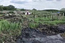Козы завязли в болоте из битума под Саратовом