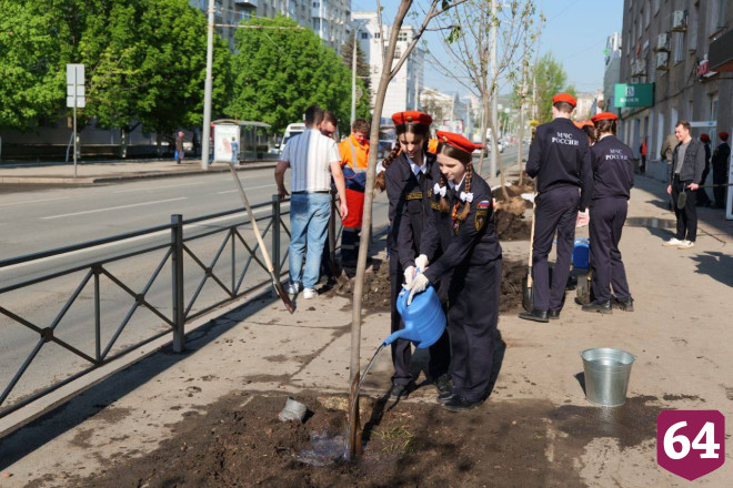 Губернатор высадил клены в центре Саратова