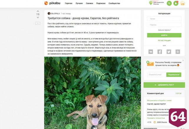В Саратове для собаки ищут донора крови 