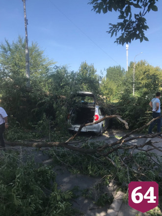 В Саратове дерево рухнуло на иномарку с водителем и пассажиром