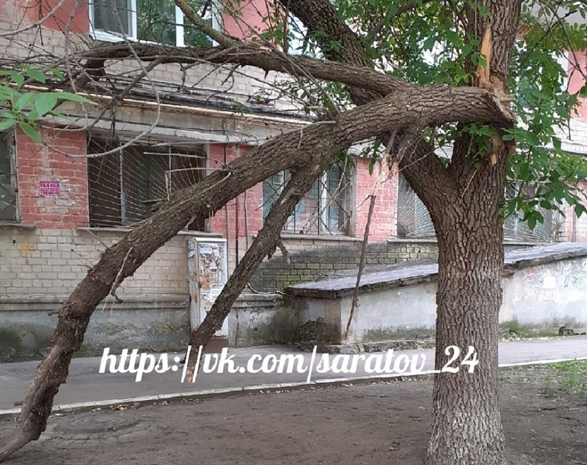 Саратовцы опасаются травм из-за сломанного дерева