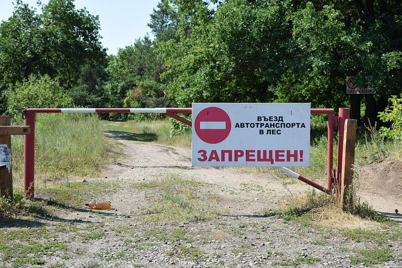 Губернатор поручил проверить защиту саратовских лесов от пожаров 