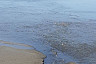 Экскаваторы тонули в иле при расчистке водохранилища под Саратовом 