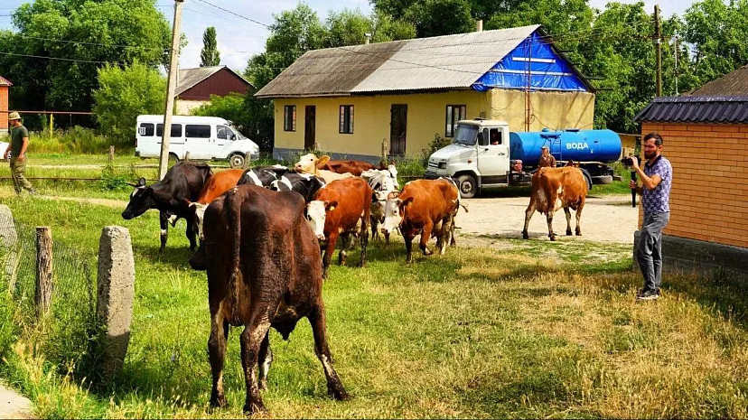 Саратовцы отправили пострадавшим от паводков фермерам Дагестана партию коров